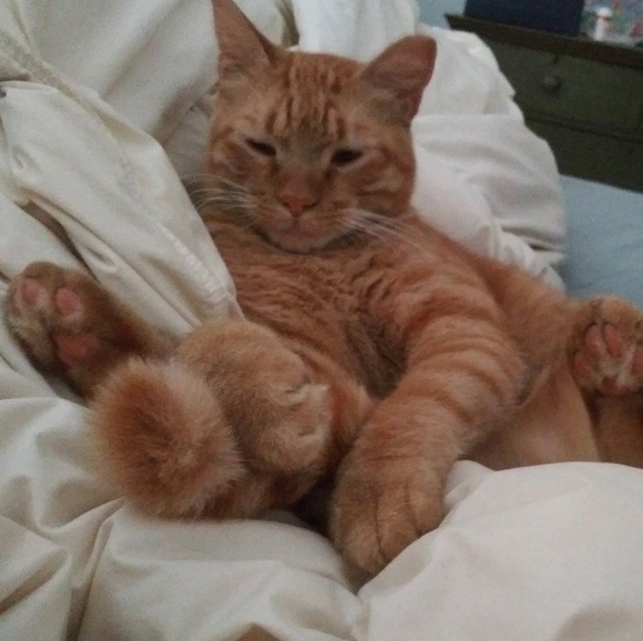 Meet your Posher, Rachel - Picture 1 of 1